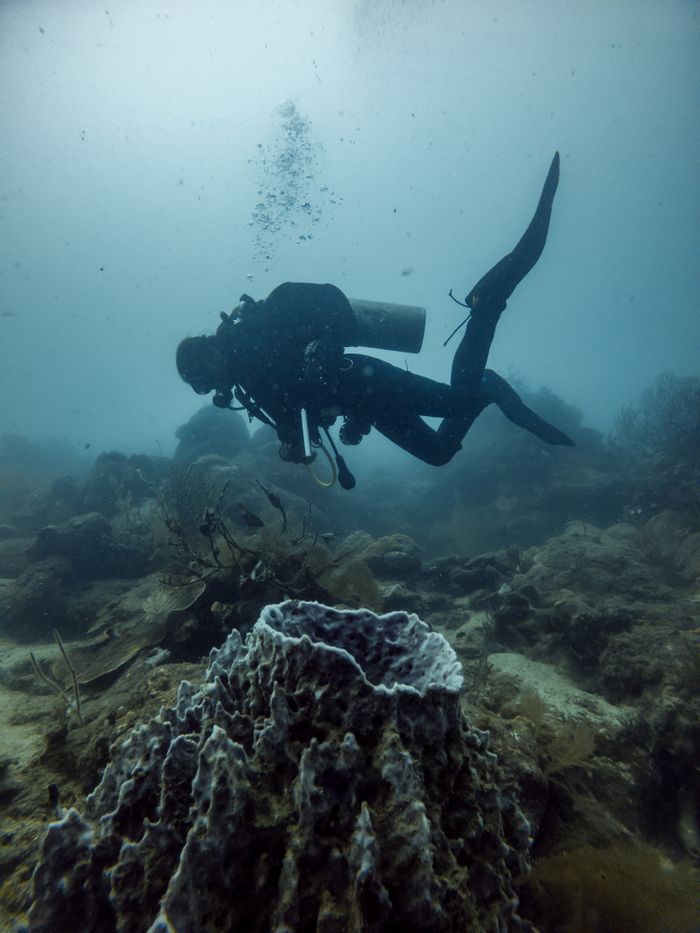 A scuba diver explores a coral reef, surrounded by bubbles and marine life underwater.
