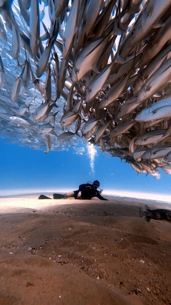 Scuba diver interacts with a large school of fish in clear blue water.