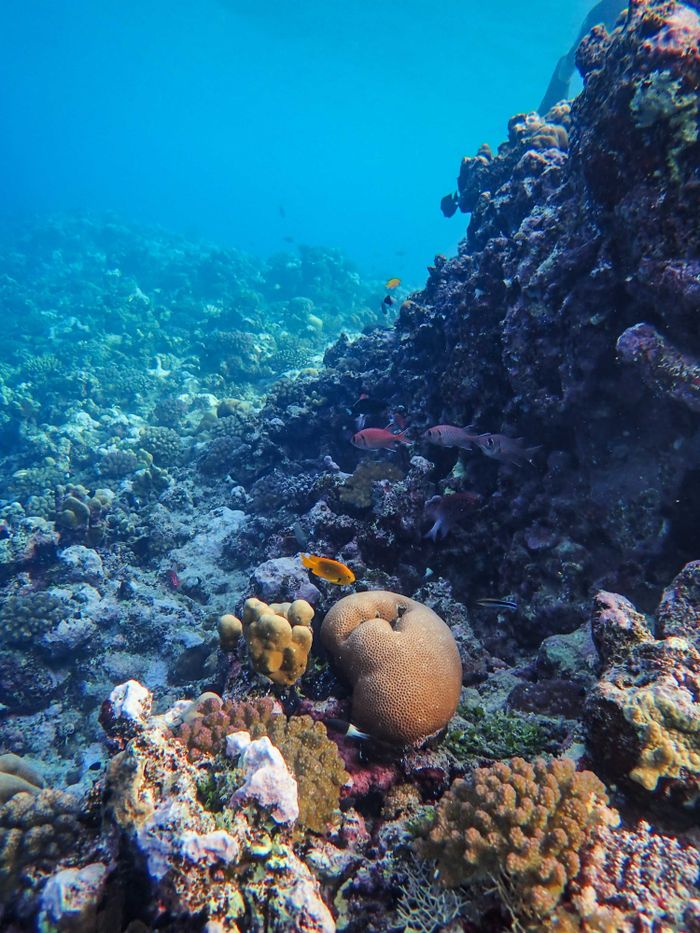 Explore a vibrant coral reef teeming with diverse sea life, brilliantly captured underwater.